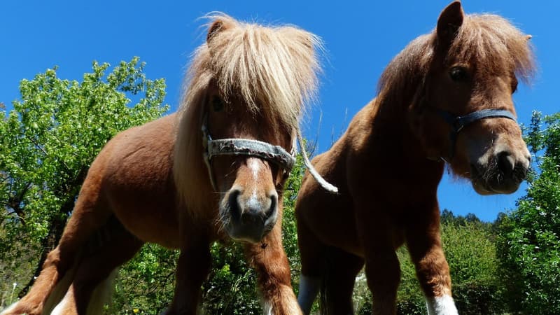 Ille-et-Vilaine: 17 enfants et 2 animateurs blessés après une bousculade avec des poneys