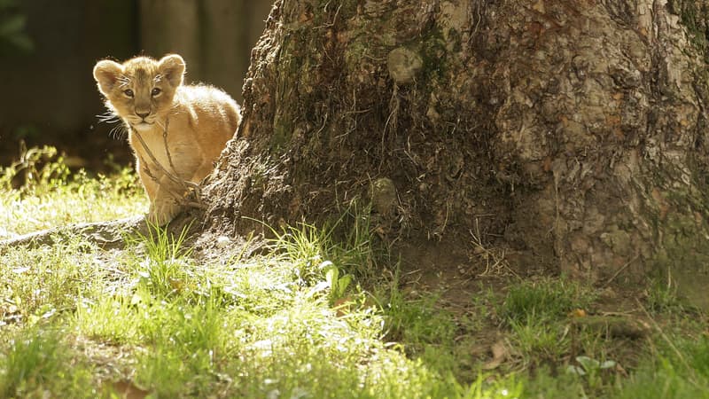 Moselle: trois trafiquants de lionceaux condamnés à de la prison ferme