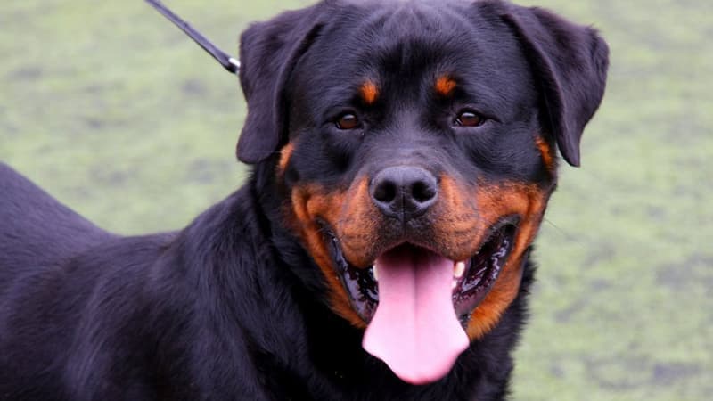 Landes: un homme condamné à huit mois de sursis pour avoir mortellement poignardé son chien