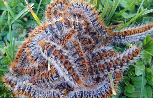 Oise : Des chenilles dangereuses pour l’homme et mortelles pour les chiens découvertes près de Beauvais