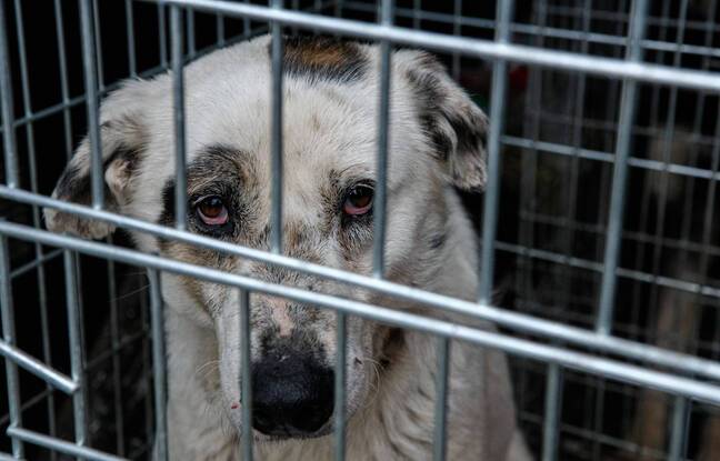 Une quinzaine de chiens retrouvés morts de chaleur dans une caravane