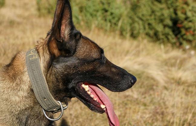 Drôme : Une fillette de cinq ans mordue par un malinois sur une aire d’autoroute