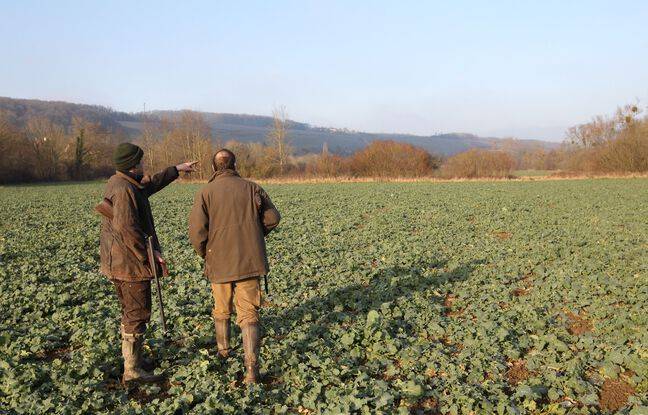 Pays Basque : Un chasseur décède en tombant d’une palombière
