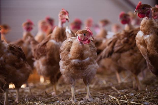 Vendée : Environ 32.000 poulets meurent dans un incendie