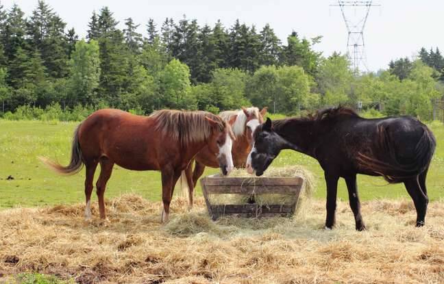 Pays basque : Une enfant de 8 ans décède après une chute à poney