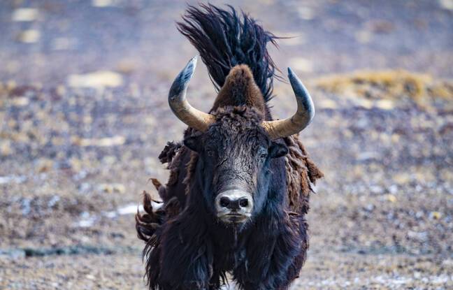 Loire-Atlantique : Trois salariés d’un parc animalier blessés par un yak