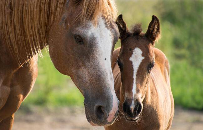 Marne : Une jument et son poulain sortis de la boue par les pompiers