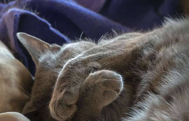 Lorient : Abandonnés, cinq chats et un chien découverts morts dans un appartement