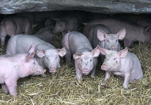 Côtes-d’Armor : Un incendie tue 1.400 porcelets et 230 truies