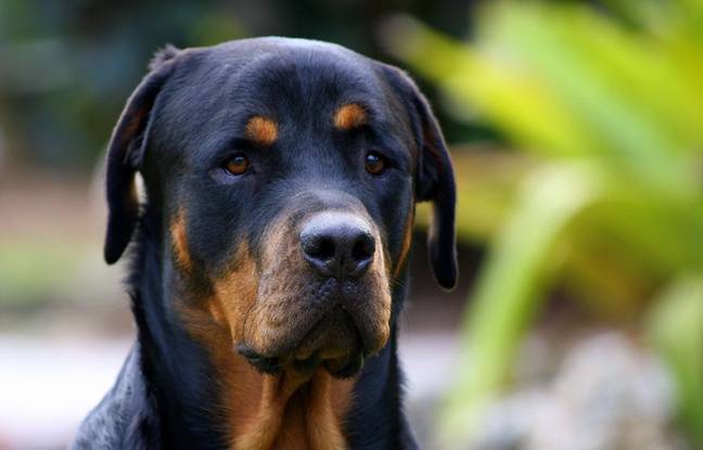 Dax : Il avait tué son chien à coups de couteau, un homme écope de prison avec sursis