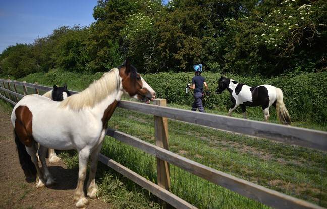 Ille-et-Vilaine : Quinze enfants blessés dont trois gravement, renversés par des poneys en fuite