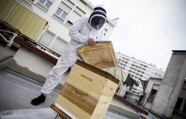 Gennevilliers : Six ruches détériorées dans le cimetière, le maire dénonce un acte volontaire