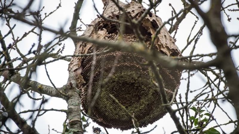 Loire: deux cyclistes en urgence absolue après une attaque de frelons