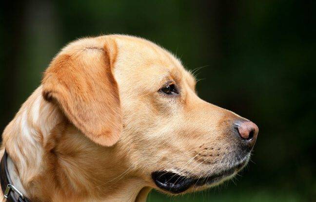 Allier : Un couple reconnaît s’être débarrassé de son chien en le tuant