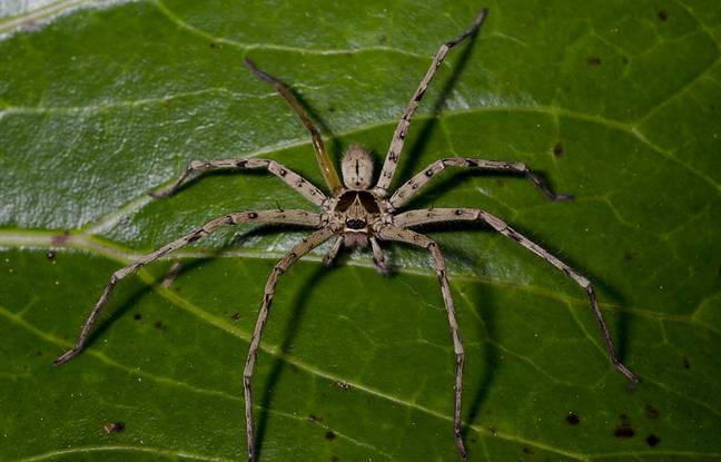 Haute-Garonne : Une grosse araignée exotique voyage avec des bananes et se retrouve dans un supermarché