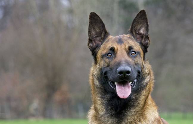 Gard : Le chiot des sapeurs-pompiers, Sky, retrouvé mort