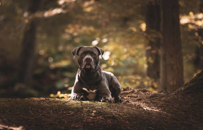 Drancy : Décès d’un chien enfermé par son maître pendant trois semaines