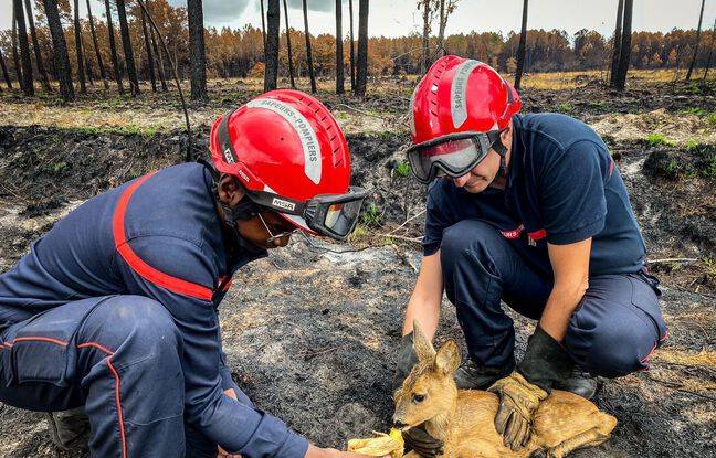 Gironde : Des pompiers portent secours à un petit faon près d’Hostens
