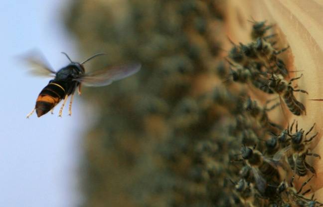Loire : Deux cyclistes en urgence absolue après une attaque de frelons