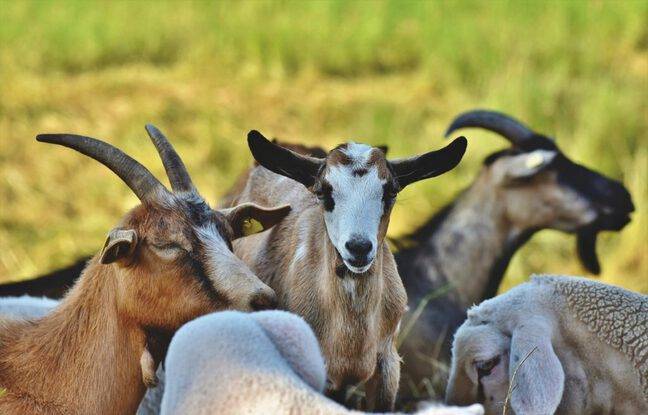 Hauts-de-Seine : Deux chèvres meurent après avoir mangé des chips, des pizzas et des frites