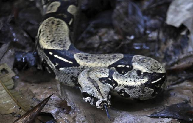 Marseille : La mairie annonce la présence d’un boa constricteur au Parc Pastré, mais ce n’était qu’une couleuvre