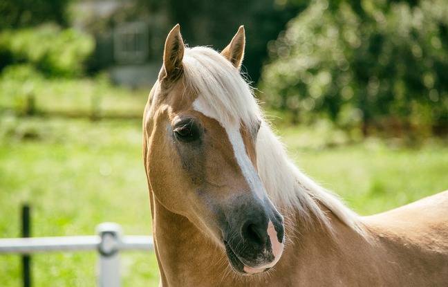 Seine-Saint-Denis : Une jument disparue réapparaît mystérieusement dans son pré