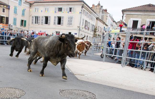 Gard : Un homme dans un état grave après avoir été percuté par un taureau