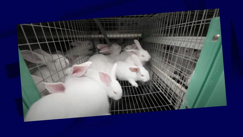 Plainte de L214 contre un élevage de lapins: la préfecture d’Ille-et-Vilaine lance une enquête