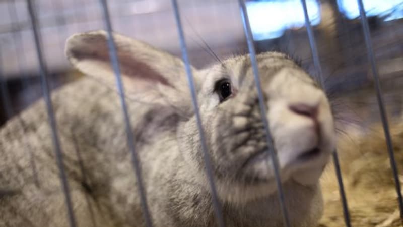 Sarthe: 157 animaux de compagnie tués dans l’incendie d’une animalerie