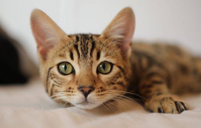 Allier: Un deuxième chat tué par un tir d’arbalète à Domérat