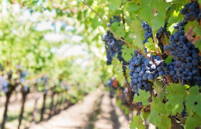 Ardennes : Il lance un appel pour retrouver des vignes disparues depuis 100 ans