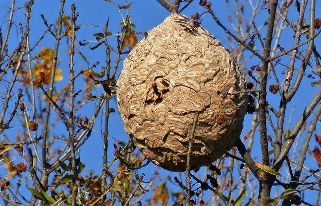 Aveyron: Il tente de détruire un nid de frelons et fait une chute de 4 mètres
