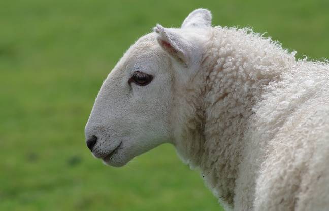 Allier : Une brebis tuée par deux chiens, le propriétaire actuellement recherché