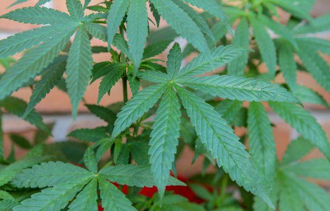 Yvelines : Un quadragénaire interpellé pour avoir fait pousser des plants de cannabis dans son jardin