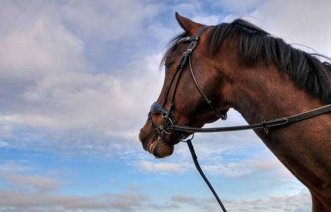 Meuse : Un cheval mutilé retrouvé mort dans un parc