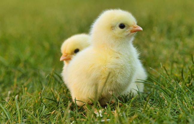 Côtes-d’Armor : Une poussinière de 800 m² détruite par les flammes