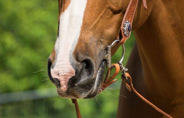 Vaucluse : Un cavalier de 83 ans meurt lors d’une balade à cheval