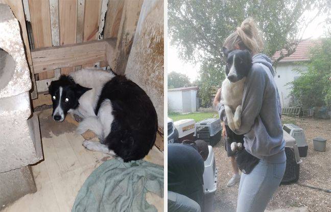 Seine-et-Marne : Une vingtaine de chiens découverts dans une maison à l’abandon