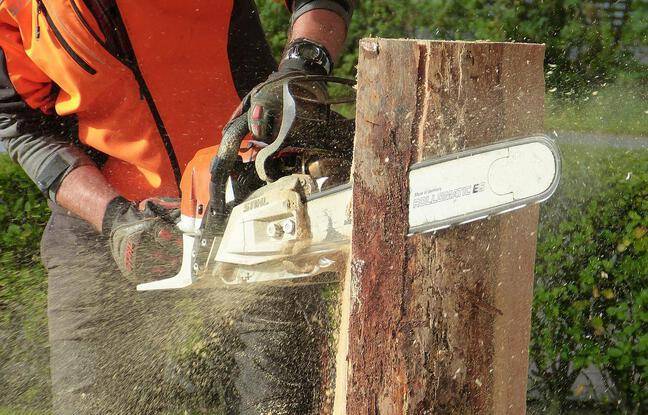 Aveyron : Un bûcheron de 36 ans meurt écrasé par l’arbre qu’il était en train de couper