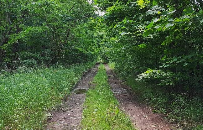 Seine-Saint-Denis: Les habitants du Pré-Saint-Gervais veulent une forêt et pas de nouveaux immeubles