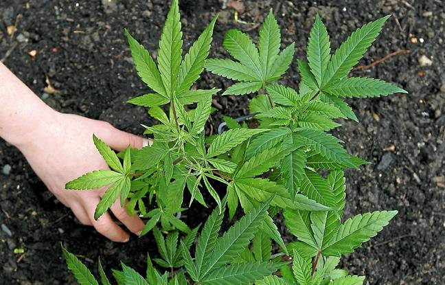 Saint-Brieuc : Sa nouvelle culture de cannabis à domicile repérée par hélicoptère