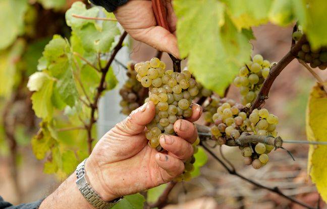 Aube : Une vendangeuse trouve une vipère au milieu des raisins