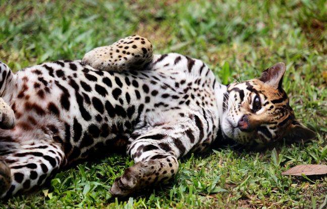 Isère : Un ocelot attaque une soigneuse dans un zoo à coups de crocs et de griffes