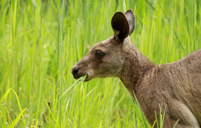Australie : Un kangourou « de compagnie » soupçonné d’avoir tué un septuagénaire
