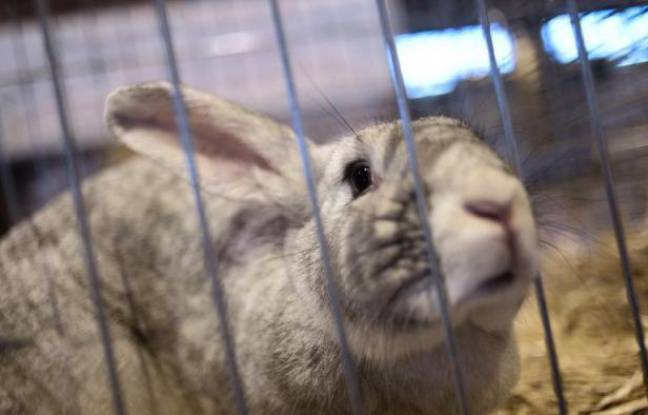 Sarthe : Plus de 150 animaux de compagnie tués dans l’incendie d’une animalerie