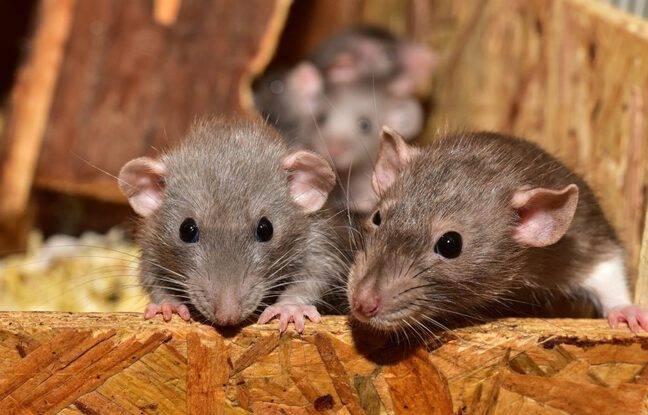 Vendée : Une école maternelle déménage provisoirement à cause d’une colonie de rats