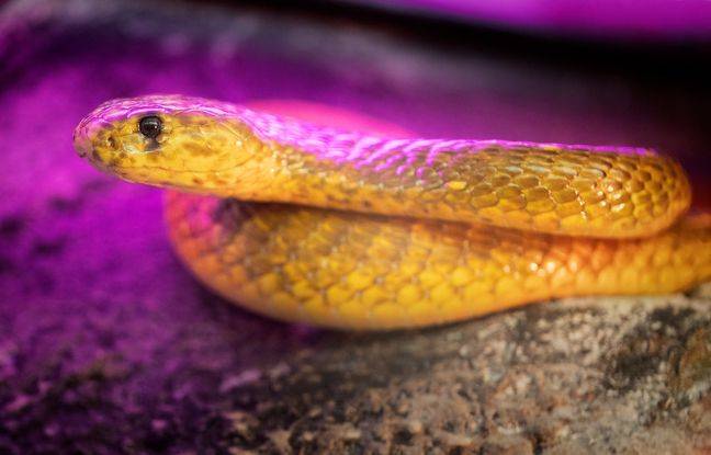 Saint-Malo : Un serpent sauvage s’invite sur leur terrasse