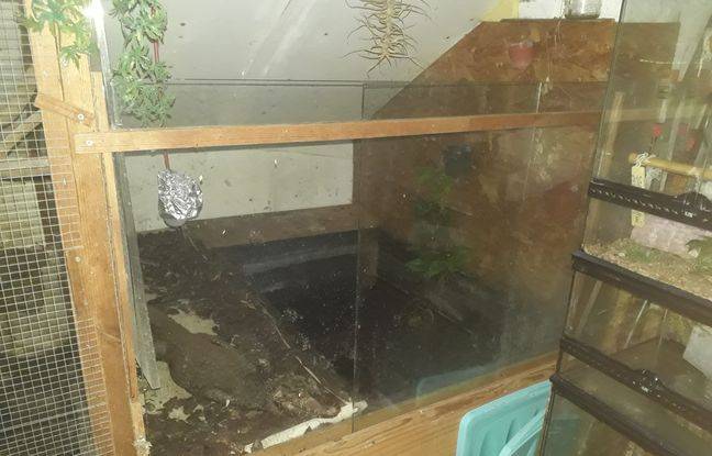 Essonne : Détenus par un particulier, deux crocodiles et un caïman secourus par une association