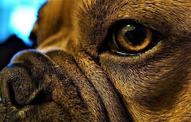 Le Blanc-Mesnil : Un chien squelettique et blessé meurt après avoir été abandonné