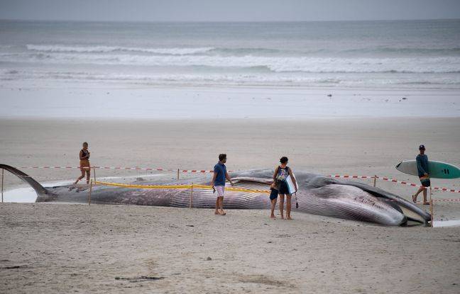 Finistère : Le deuxième rorqual échoué à Tréguennec est en cours d’évacuation